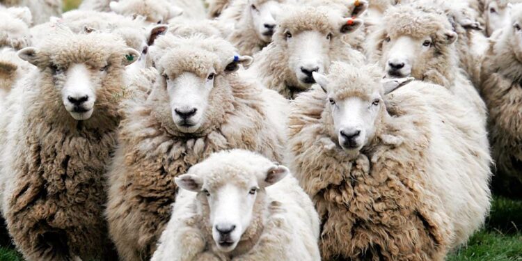 Ευλογιά των προβάτων: Τα μέτρα, ερωτήσεις και απαντήσεις