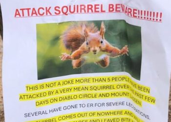 Σαν Φρανσίσκο: Σκίουρος επιτίθεται σε ανθρώπους – Δύο τραυματίες