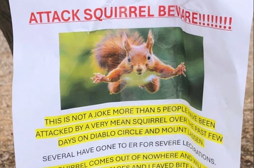 Σαν Φρανσίσκο: Σκίουρος επιτίθεται σε ανθρώπους – Δύο τραυματίες