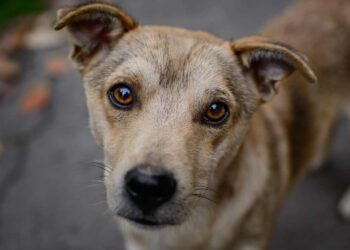Βόνιτσα: Πρόστιμο σε άντρα για κακομεταχείριση σκύλου