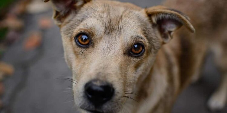 Βόνιτσα: Πρόστιμο σε άντρα για κακομεταχείριση σκύλου