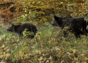 Που οφείλεται η εμφάνιση άγριων ζώων σε κατοικημένες περιοχές; Τι συνιστούν οι ειδικοί;