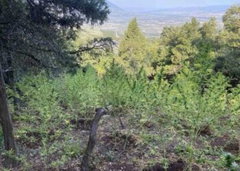 Λαμία: Εντοπίστηκαν 576 δενδρύλλια κάνναβης αξίας άνω των 500.000€