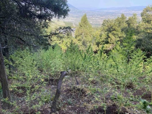 Λαμία: Εντοπίστηκαν 576 δενδρύλλια κάνναβης αξίας άνω των 500.000€