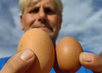 Ναύπλιο: Αυγό γίγας σε κοτέτσι αγρότη – Βίντεο και φωτογραφίες από το σπάνιο εύρημα