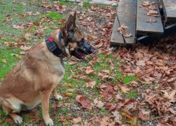 Έρευνες για φόλες με εκπαιδευμένο σκύλο στην  Μακρυνεία-4 δολώματα ερευνώνται