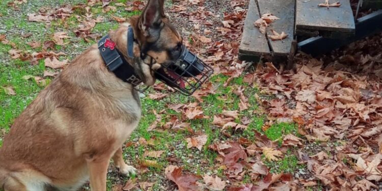Έρευνες για φόλες με εκπαιδευμένο σκύλο στην Μακρυνεία-4 δολώματα ερευνώνται
