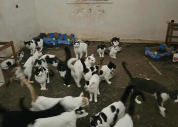 Παρέμβαση εισαγγελέα στην Πάτρα μετά τον εντοπισμό 28 γατών σε κλειδωμένο δωμάτιο