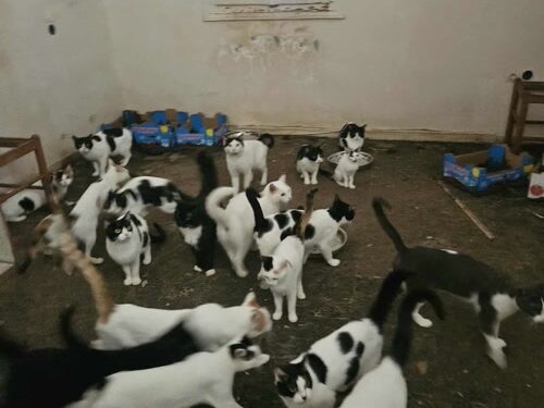 Παρέμβαση εισαγγελέα στην Πάτρα μετά τον εντοπισμό 28 γατών σε κλειδωμένο δωμάτιο