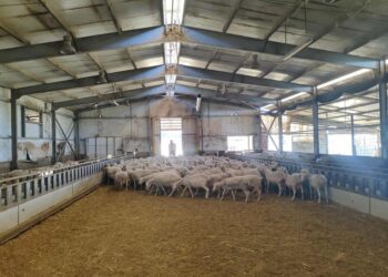 Ευλογιά αιγοπροβάτων: Λίγο  πριν το lockdown