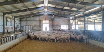 Ευλογιά αιγοπροβάτων: Λίγο πριν το lockdown