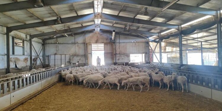 Ευλογιά αιγοπροβάτων: Λίγο  πριν το lockdown