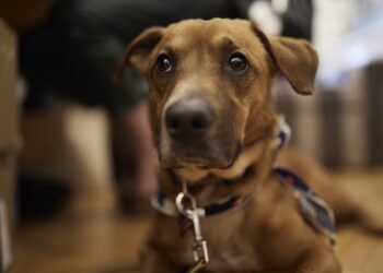 Μεσολόγγι: Συνελήφθη γιατί είχε αλυσοδεμένους πέντε σκύλους