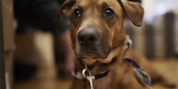 Μεσολόγγι: Συνελήφθη γιατί είχε αλυσοδεμένους πέντε σκύλους