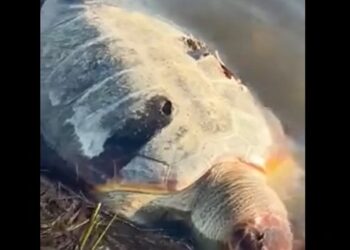 Θαλάσσια χελώνα βρέθηκε νεκρή στην Τουρλίδα (βίντεο)