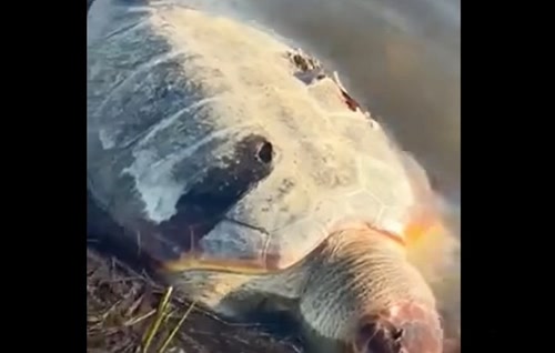 Θαλάσσια χελώνα βρέθηκε νεκρή στην Τουρλίδα (βίντεο)