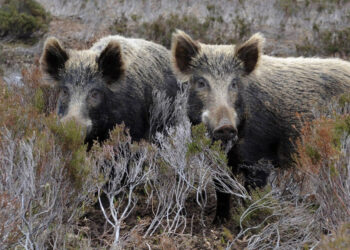 Κοζάνη: 62χρονος κυνηγός τραυματίστηκε από αγριογούρουνο