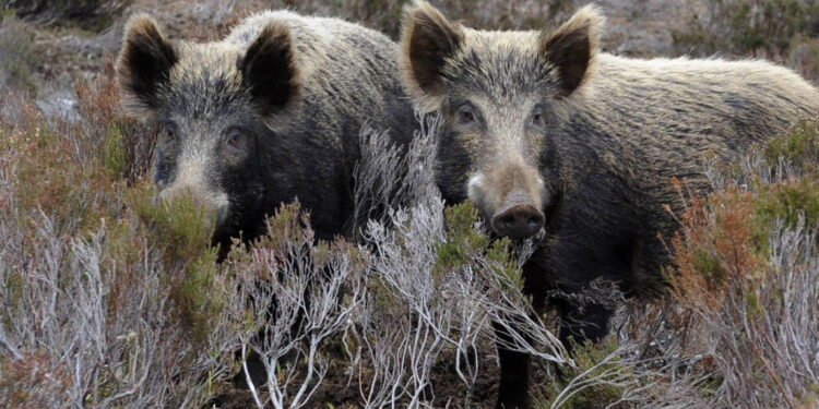 Κοζάνη: 62χρονος κυνηγός τραυματίστηκε από αγριογούρουνο