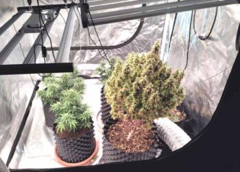 Έτσι έφτασε η Αστυνομία στους δύο με την υδροπονική καλλιέργεια χασίς στο Αγρίνιο – Αναζητείται και τρίτος (ΦΩΤΟ)