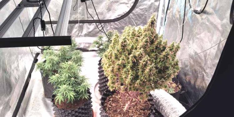 Έτσι έφτασε η Αστυνομία στους δύο με την υδροπονική καλλιέργεια χασίς στο Αγρίνιο – Αναζητείται και τρίτος (ΦΩΤΟ)