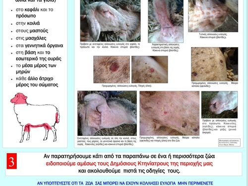 Ξηρόμερο: Σύσταση του Δήμου στους κτηνοτρόφους για αυστηρή τήρηση μέτρων βιοασφάλειας κατά της ευλογιάς