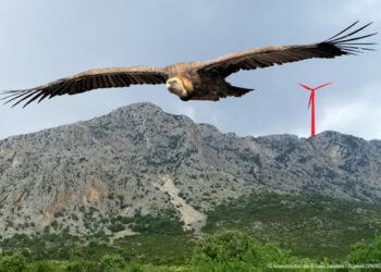 Ανακοίνωση της Ελληνικής ΟΡΝΙΘΟΛΟΓΙΚΗΣ Εταιρείας σχετικά με την εγκατάσταση αιολικών σταθμών (ΑΣΠΗΕ) στα Ακαρνανικά Όρη και την ανακοίνωση του Αντιπεριφερειάρχη Δυτικής Ελλάδας κ. Μπλέτσα