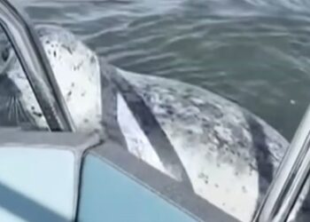 Φώκια πηδά σε σκάφος για να σωθεί από φάλαινες δολοφόνους – Το βίντεο που έγινε viral