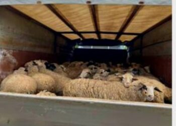 Αιτωλοακαρνανία: Επέμβαση των αρχών για παράνομη μεταφορά ζωών λόγω ευλογιάς