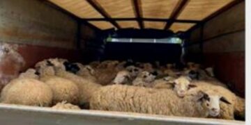 Αιτωλοακαρνανία: Επέμβαση των αρχών για παράνομη μεταφορά ζωών λόγω ευλογιάς