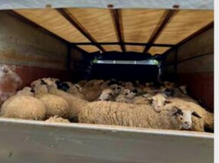 Αιτωλοακαρνανία: Επέμβαση των αρχών για παράνομη μεταφορά ζωών λόγω ευλογιάς