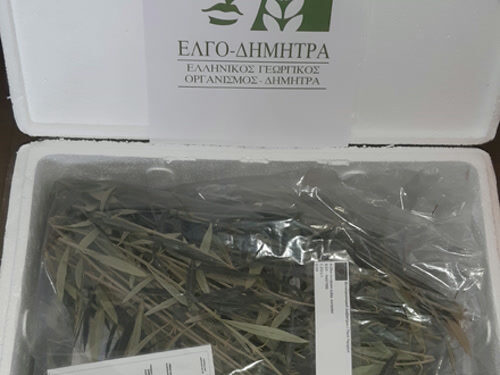 Nέο κεφάλαιο στην παραγωγή πολλαπλασιαστικού υλικού οπωροφόρων δένδρων στην Ελλάδα από τον ΕΛΓΟ-ΔΗΜΗΤΡΑ