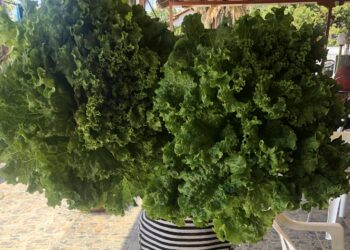 Μαρούλια για ρεκόρ ” Γκίνες” χωρίς φυτοφάρμακα με την αύρα του Αμβρακικού Κόλπου.