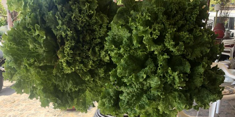 Μαρούλια για ρεκόρ ” Γκίνες” χωρίς φυτοφάρμακα με την αύρα του Αμβρακικού Κόλπου.