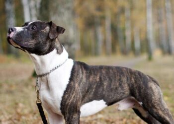 Σοκ στη Ζάκυνθο: Νεκρό 2χρονο παιδί από επίθεση πίτμπουλ