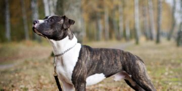 Σοκ στη Ζάκυνθο: Νεκρό 2χρονο παιδί από επίθεση πίτμπουλ