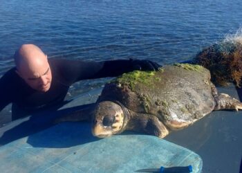 Διάσωση θαλάσσιας χελώνας, στο Αιτωλικό