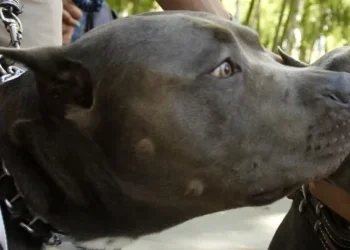 Συγκλονίζει ο θάνατος του 2χρονου από επίθεση πιτ μπουλ