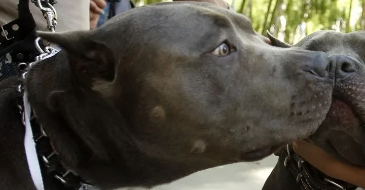 Συγκλονίζει ο θάνατος του 2χρονου από επίθεση πιτ μπουλ