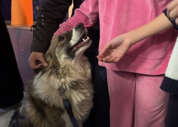 Δράση ευαισθητοποίησης των μαθητών για τα αδέσποτα  από τον Δήμο Ναυπακτίας