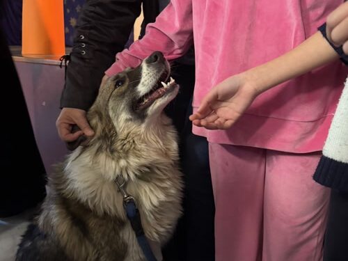 Δράση ευαισθητοποίησης των μαθητών για τα αδέσποτα  από τον Δήμο Ναυπακτίας