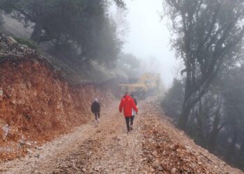 Η Αριά (quercus ilex) και η καταστροφή στην Κομπωτή Αιτωλοακαρνανίας – Μια επείγουσα και εναγκαία καταγγελία