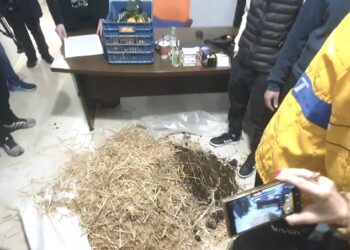 Αγρίνιο: Παρέμβαση αγροτών με… σανό και κοπριά στα γραφεία των βουλευτών της ΝΔ (φωτο – βίντεο)