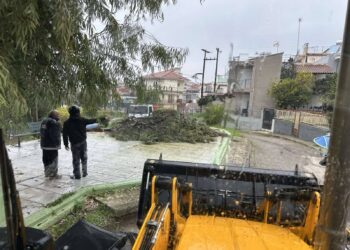 Αγρίνιο: Απομακρύνθηκε επικίνδυνο δέντρο στην πλατεία Πατριάρχου Καλλινίκου