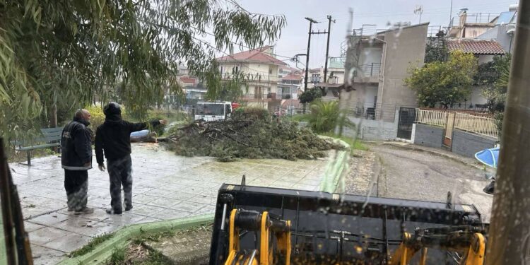 Αγρίνιο: Απομακρύνθηκε επικίνδυνο δέντρο στην πλατεία Πατριάρχου Καλλινίκου