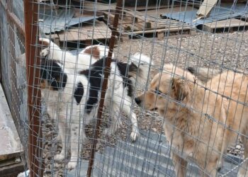 Έκκληση βοήθειας για το Καταφύγιο Αδέσποτων Ζώων Μεσολογγίου μετά τις καταστροφικές κακοκαιρίες