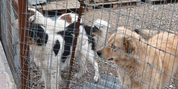 Έκκληση βοήθειας για το Καταφύγιο Αδέσποτων Ζώων Μεσολογγίου μετά τις καταστροφικές κακοκαιρίες