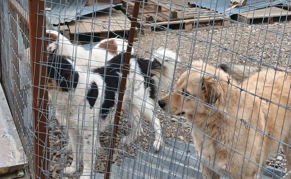 Έκκληση βοήθειας για το Καταφύγιο Αδέσποτων Ζώων Μεσολογγίου μετά τις καταστροφικές κακοκαιρίες