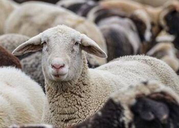 ΕΕΕΔΕΕ: Επικαιροποιημένα συγκεντρωτικά στοιχεία για την πορεία της ευλογιάς στη χώρα