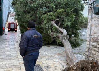 Ισχυροί άνεμοι ξερίζωσαν δέντρα στο Μεσολόγγι