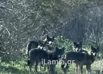 Αγέλη λύκων έκανε την εμφάνισή της κοντά σε χωριό της Λαμίας